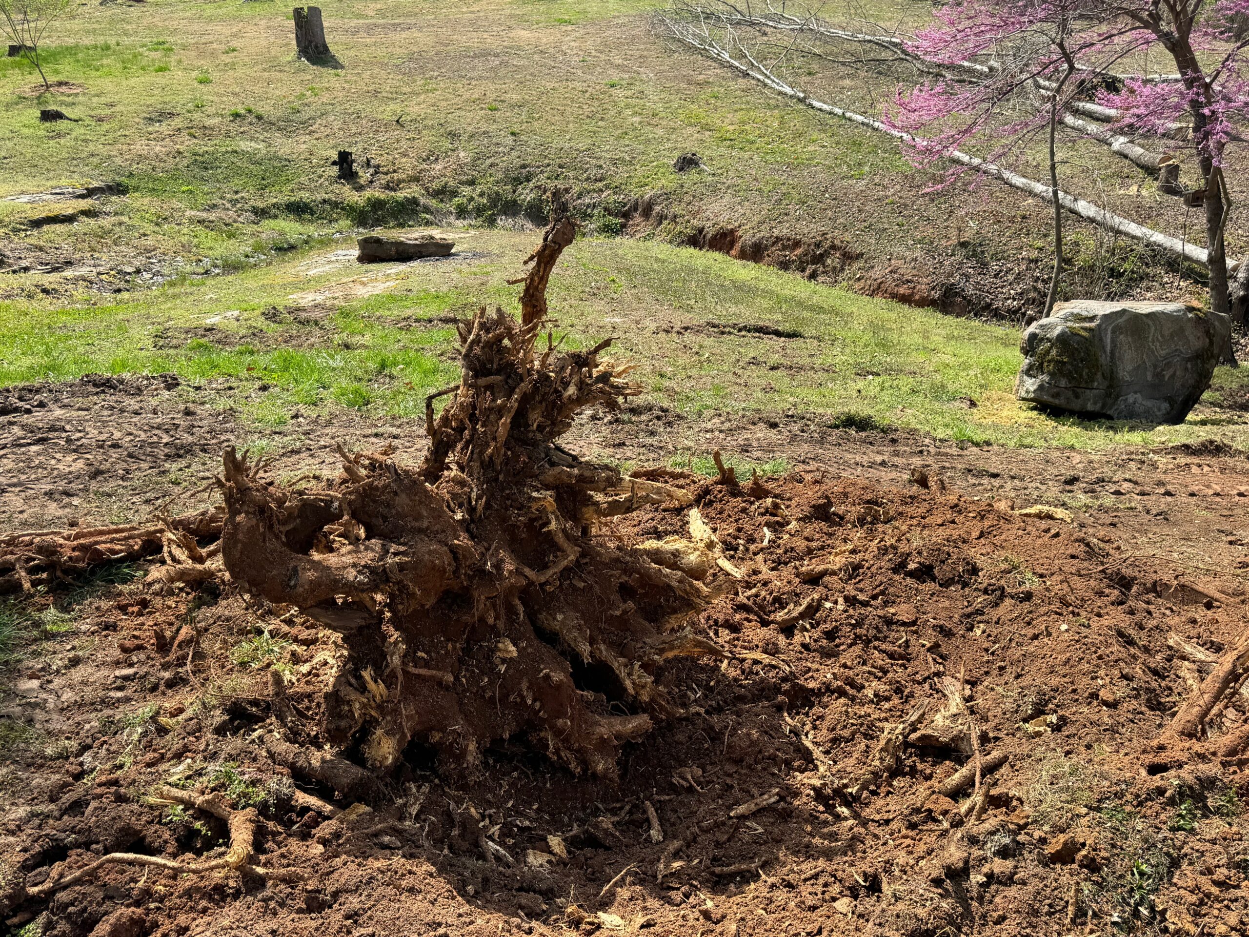 A large uprooted tree stump lies on disturbed soil in a grassy area, with a tree, boulder, and some blooming branches in the background.