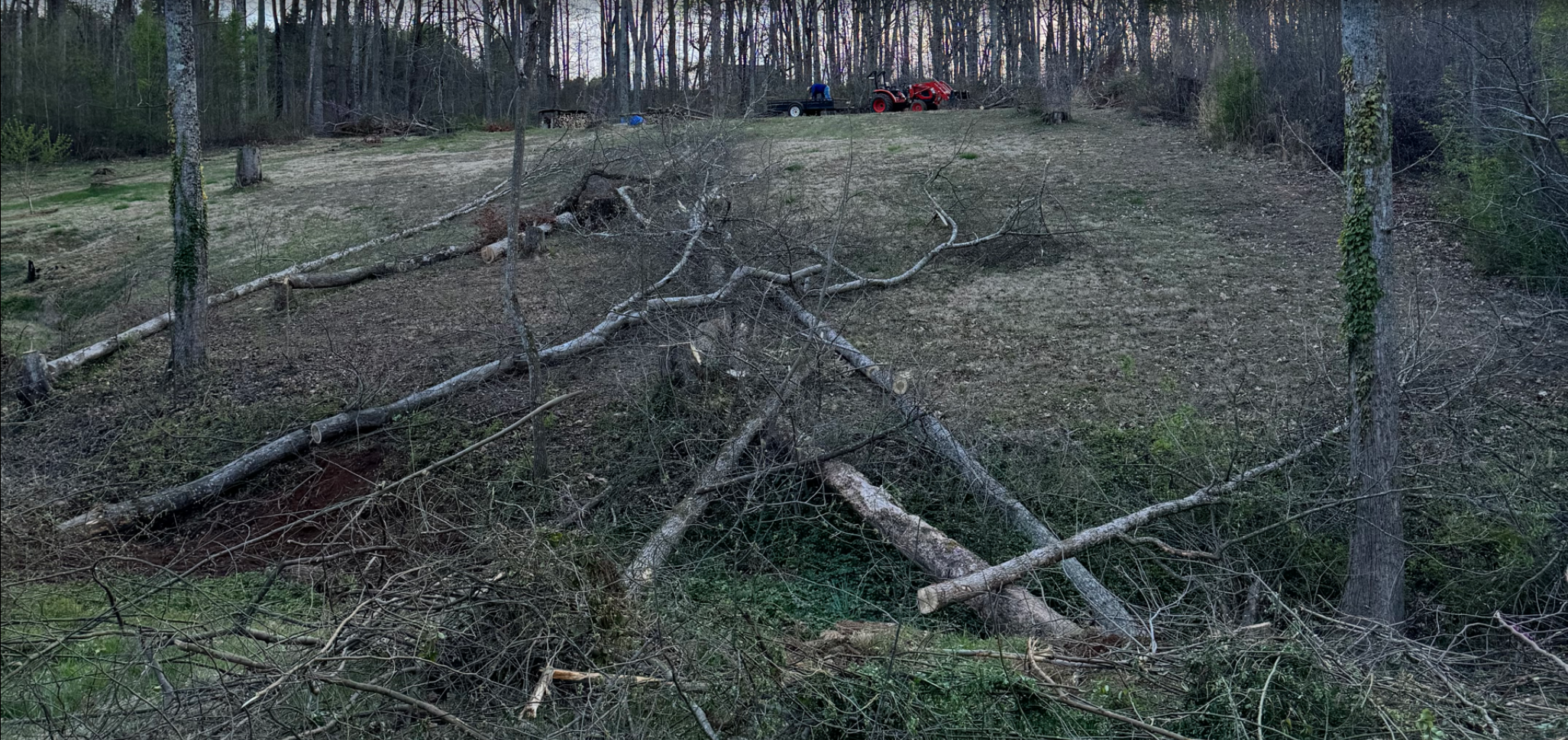 Several felled trees lay on a grassy hillside with branches scattered; a person and a red tractor are at the top near the tree line.